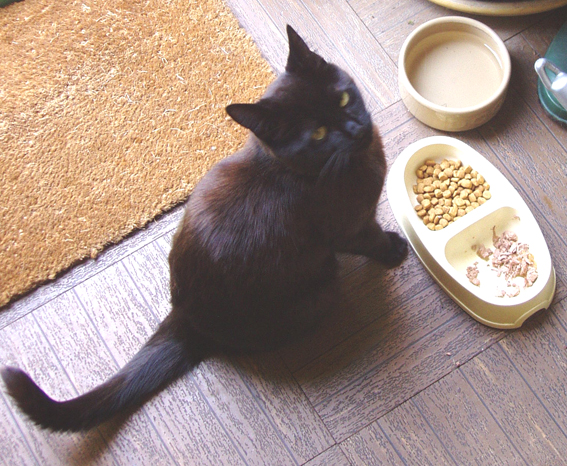 Cat looking up from a food bowl