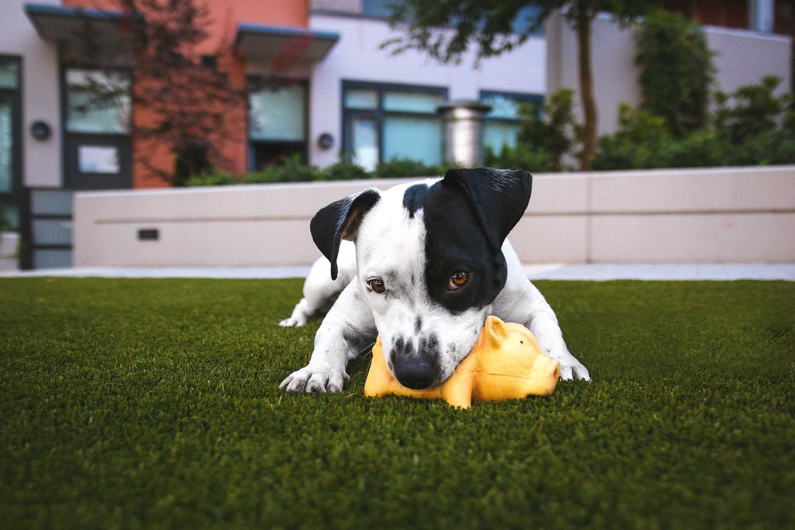 Small puppy playing with a yellow toy on grass